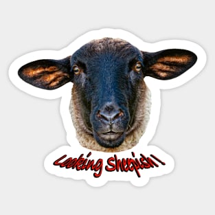 Looking Sheepish Sticker